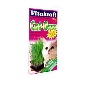 herbe-a-chat-cat-gras